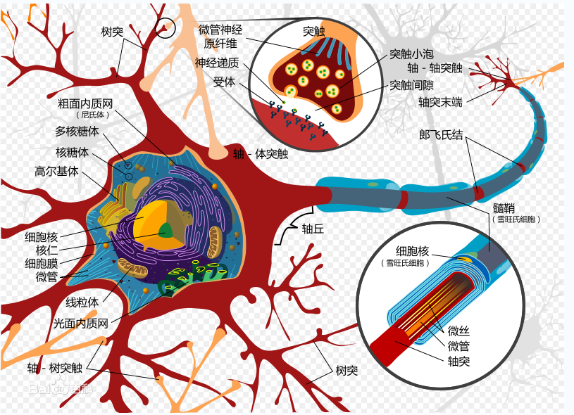 如下图,神经细胞结构大致可分为:树突,突触,细胞体及轴突
